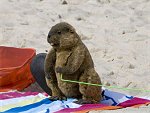 kotexbeaver