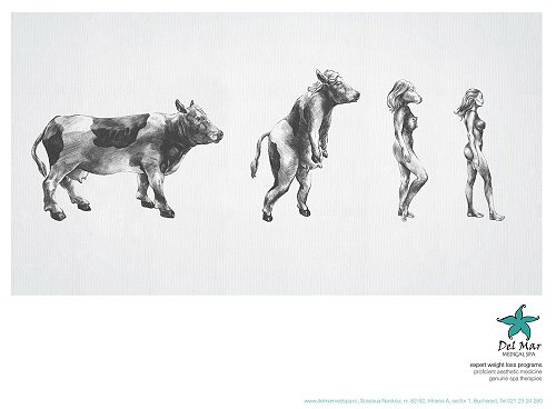 delmarspa_cow