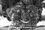 dieselpetemeatpuppy_small